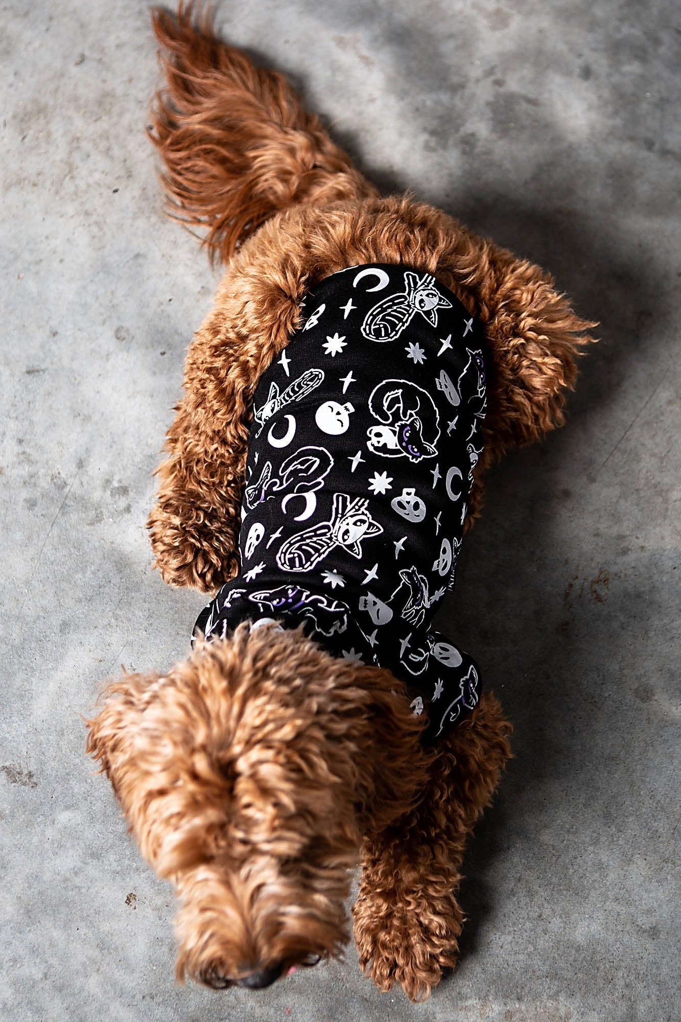 Purr Off Pet Hoodie